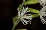 Blue ridge catchfly